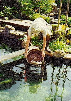 {Transfer the Koi from the holding ponds to the new 5000 gallon pond}